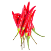 Chili pepper