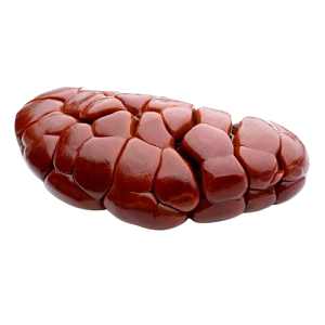 Frozen Buffalo Kidney