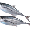 Horse Mackerel