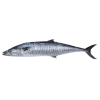 Kingfish