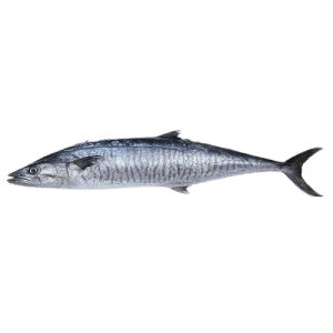 Kingfish